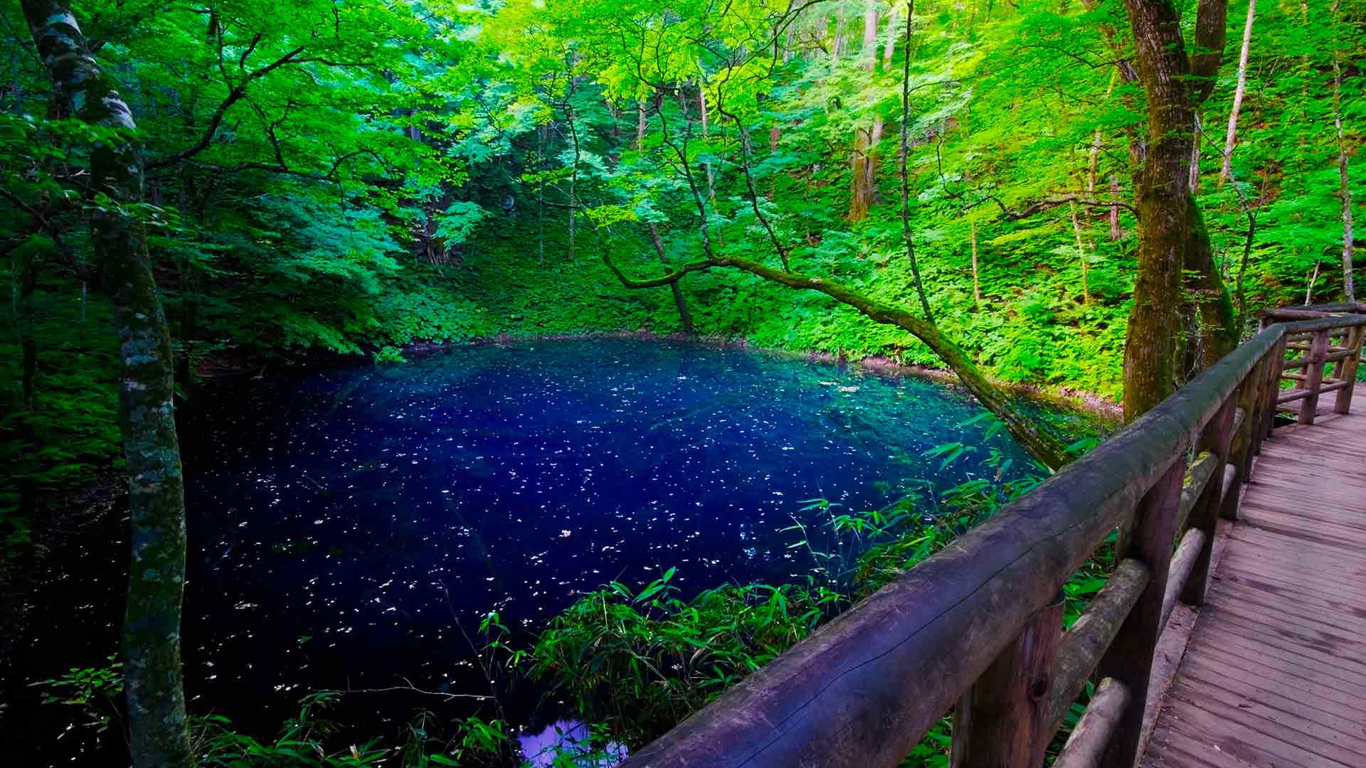 Serene forest lake surrounded by lush green foliage
