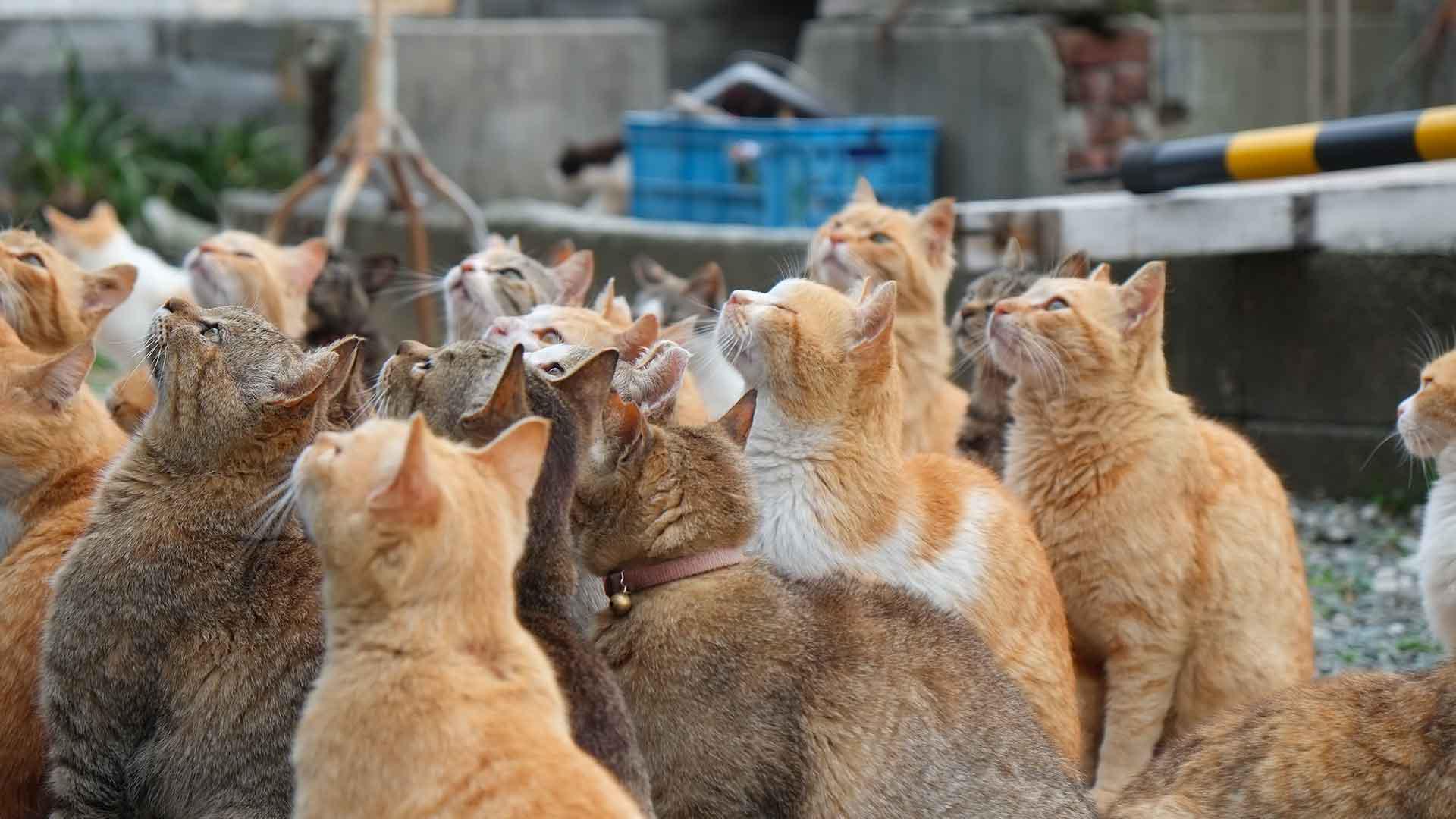 Cats island. Остров Фраджост кошачий остров. Тасиро остров кошек в Японии. Остров Тасиро остров кошек. Аосима кошачий остров в Японии.