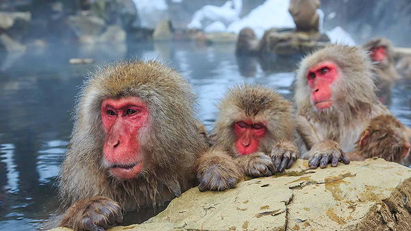 Japanese snow monkeys relaxing in hot springs