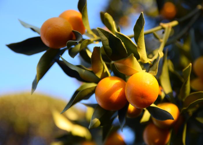 Wakayama mikan growing on a tree