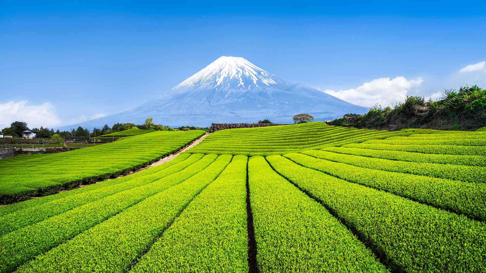 Cultural Significance Of Tea In Japan