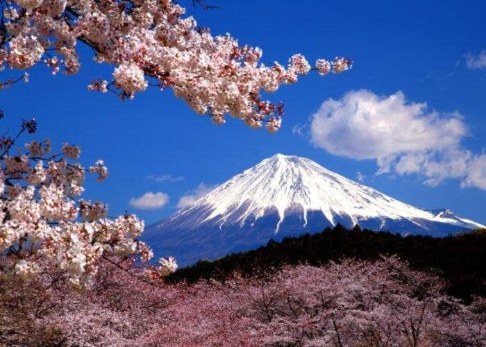 Mt. Fuji on a clear day surrounded by sakura trees in bloom
