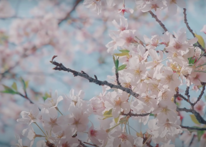Blooming sakura at Happo-en Garden