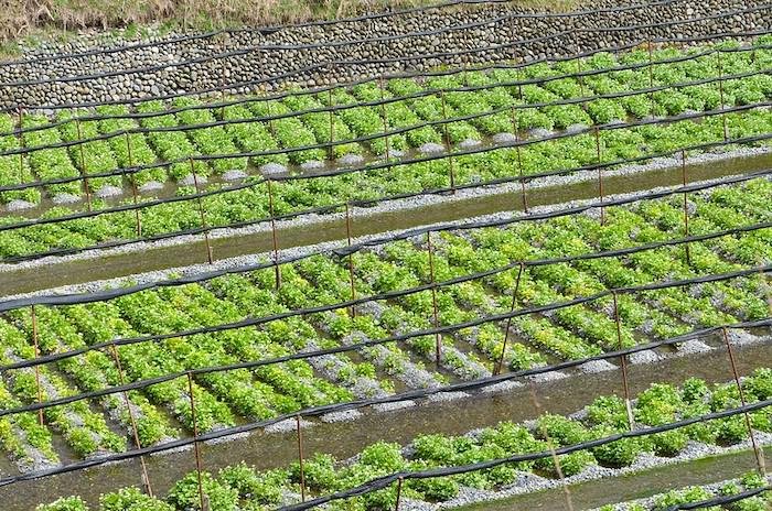 Overview of a wasabi farm with lots of wasabi plants growing in running waters