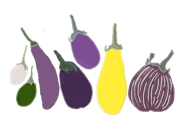 Illustration eggplant biodiversity