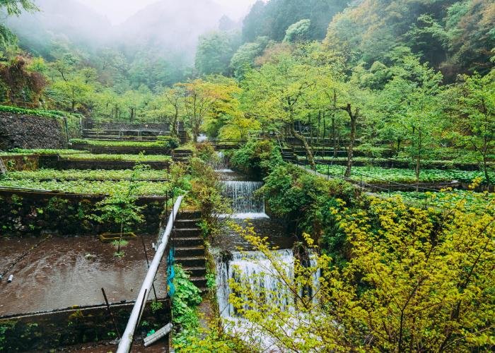 Landscape of a wasabi farm in Shizuoka, with fresh flowing water running through the beds of wasabi