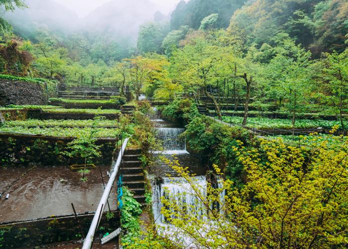 Landscape of a wasabi farm in Shizuoka, with fresh flowing water running through the beds of wasabi