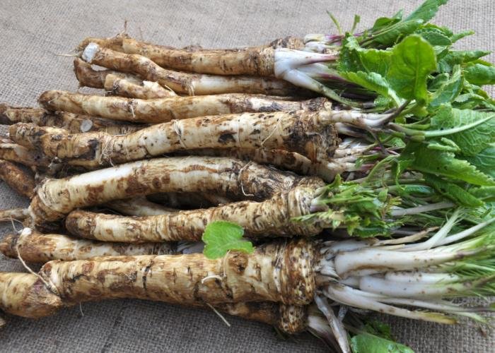 A pile of European horseradish, freshly dug up