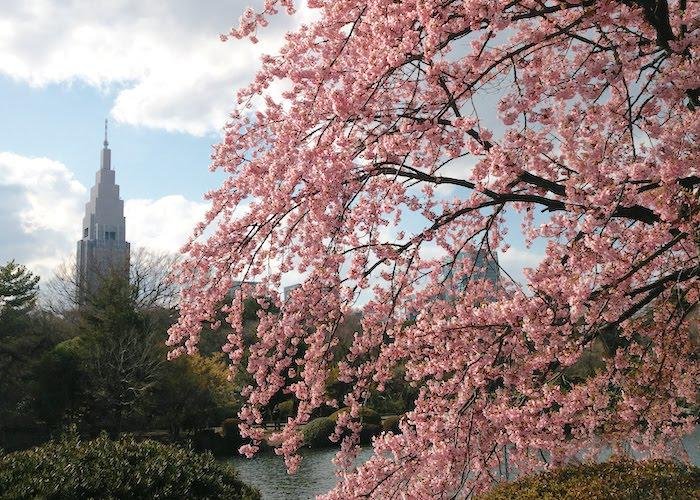 Cherry blossoms in Shinjuku Gyoen National Park in Spring with skyscraper in the background