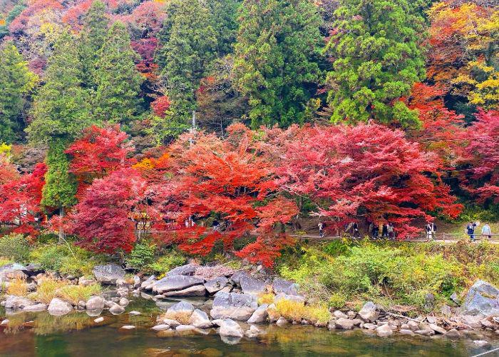 A row of trees with bright red leaves beside a river