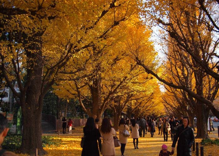 People walking between two rows of tall golden gingko trees, with yellow leaves all over the path