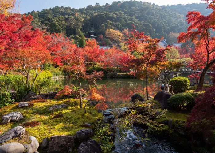 An image of Eikando's garden, with red trees and a pagoda in the background