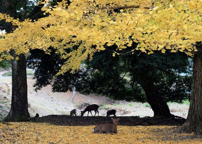 Deer relaxing in Nara Park under trees with golden leaves