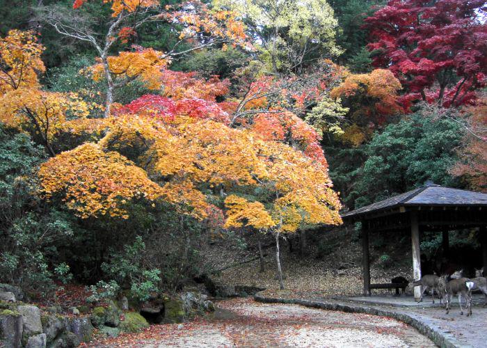 A wooden structure and some deer surrounded by red, yellow and orange trees