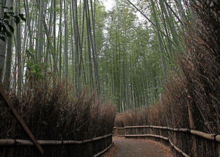 An empty path lined with tall green bamboo trees