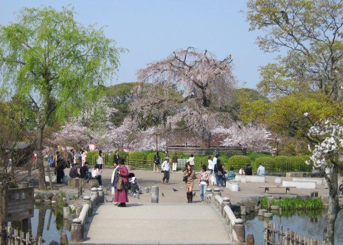 People walking through Maruyama Park, with a cherry blossom tree in bloom in the background
