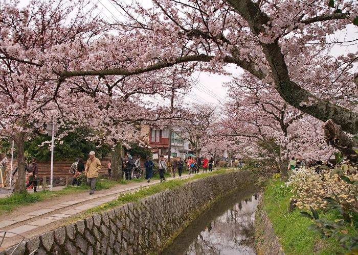 People walking along a narrow pathway next to canal, lined with pink cherry blossom trees