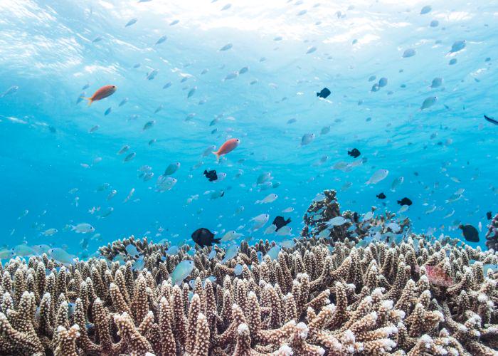 An underwater view with coral reef at the bottom and colorful tropical swimming above