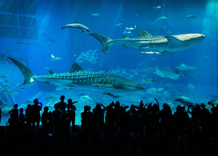 A photo of the main tank at Churaumi Aquarium, with whale sharks and manta rays swimming in front of silhouettes of people