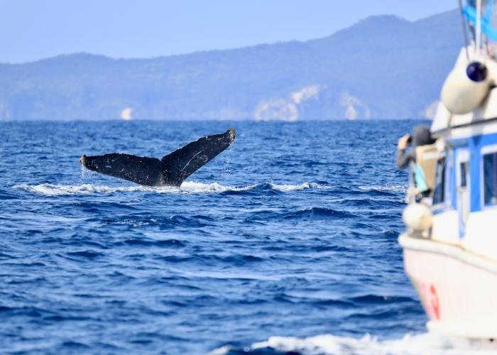 View of a whale's tail peeking above the water from a boat in Okinawa