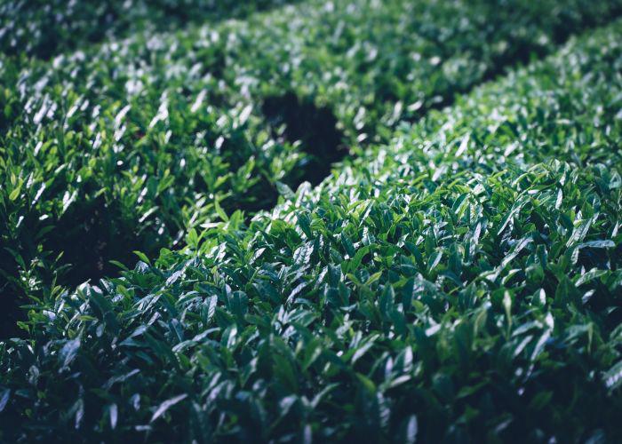 A close up image of green tea bushes in a plantation