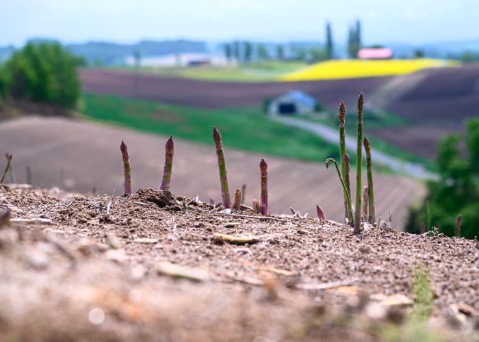 Several asparagus growing out of the earth.