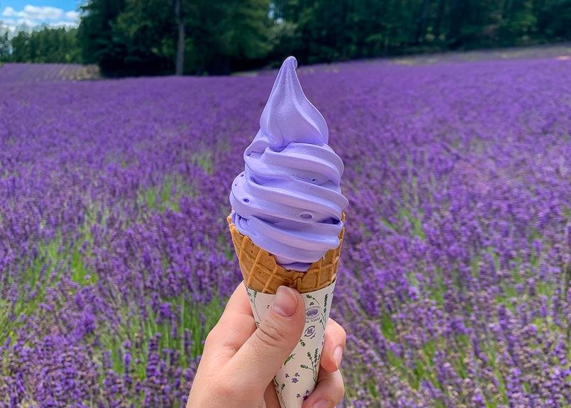 Lavender soft cream in Hokkaido in front of a field of lavender 