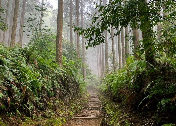 A misty path through trees along the Kumano Kodo in Wakayama