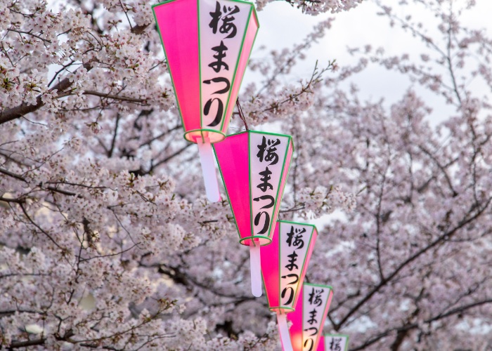 Sakura Matsuri Cherry Blossom Festival Lanterns hanging in the cherry blossom trees