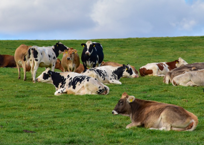 Several cows grazing in a green pasture.