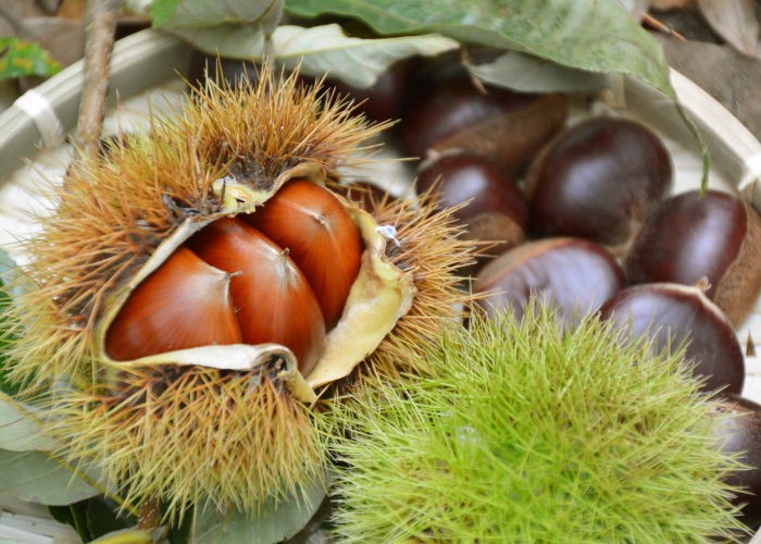 Chestnuts in their spiky shell.