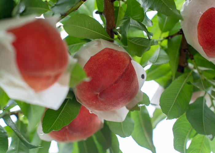 A few Japanese white peaches ripening on a tree with protective paper cover 