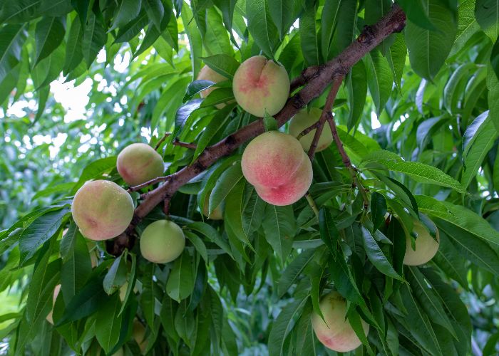 A bunch of Yamanashi white peaches ripening on a tree