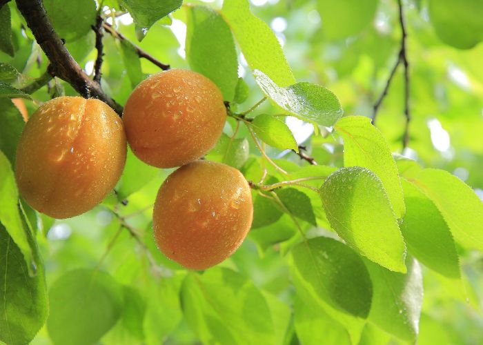 Three yellow peaches growing on a tree