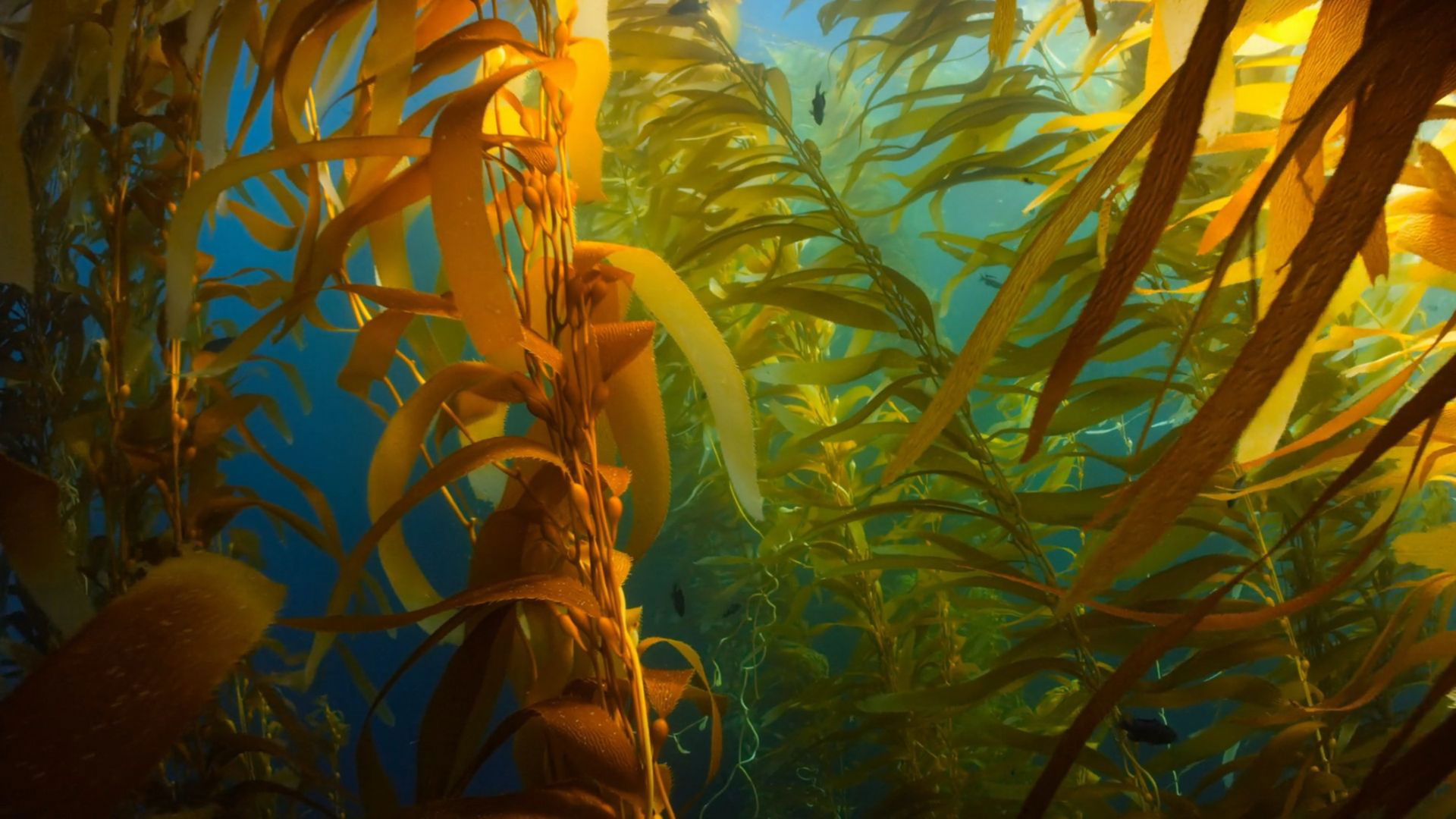 Underwater kelp forest with sunlight filtering through leaves