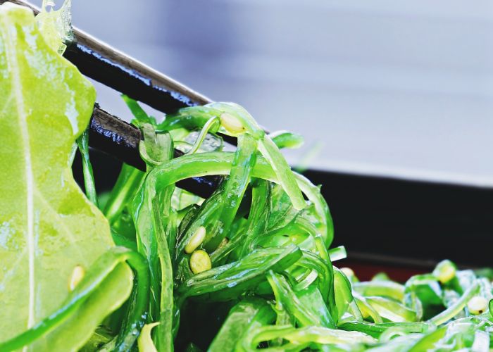 A close up image of a black pair of chopsticks lifting thin strands of bright green seaweed