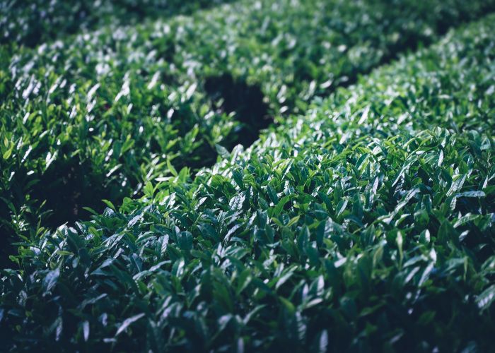 A photo of bushes of dark green tea plants growing in lines