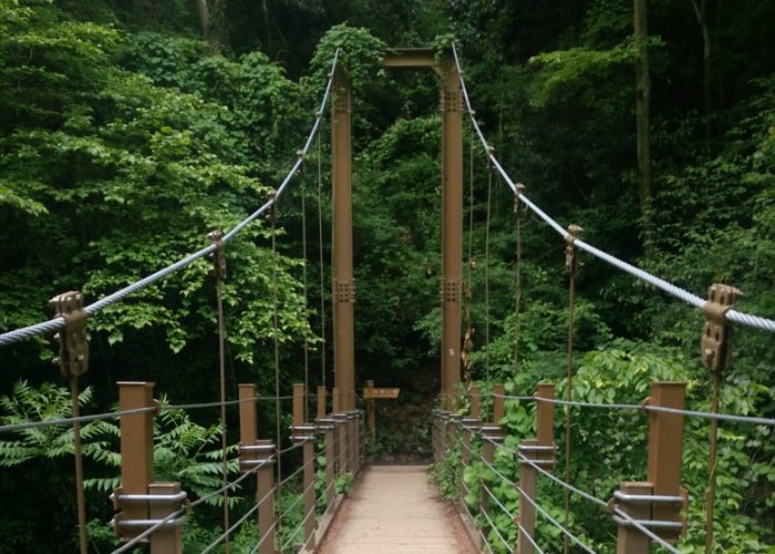 Bridge in a forest while hiking in Japan solo