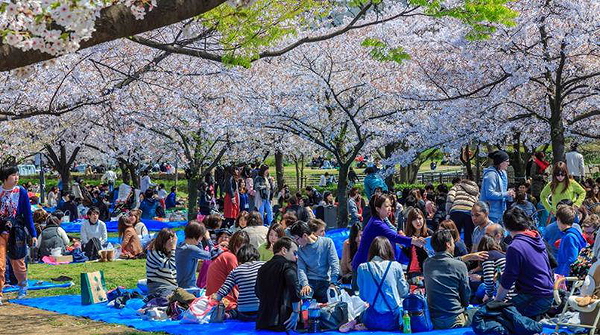 Osaka Cherry Blossom Food Tour 2020 2