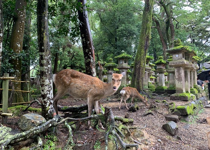 Deer walking through the forest in Nara