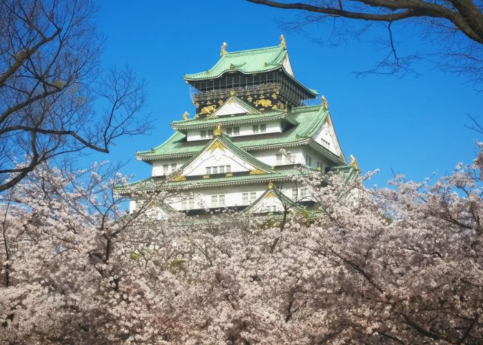 A photo of Osaka Castle, with green roofs and white walls, with a carpet of cherry blossoms trees in the foreground