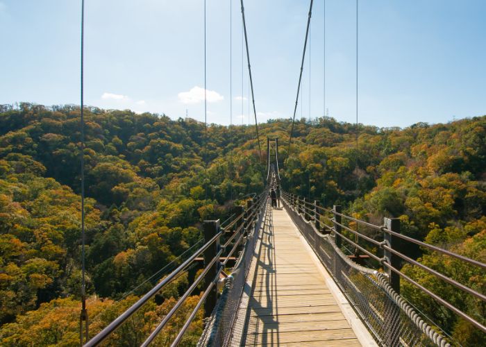 A photo of the Hoshi-no-Buranko suspension bridge at Hoshida Park, with a canopy of green and orange trees beneath it