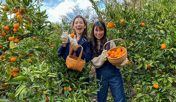 Day as a Mikan Farmer! Ehime Mikan Picking, Marmalade Making 16
