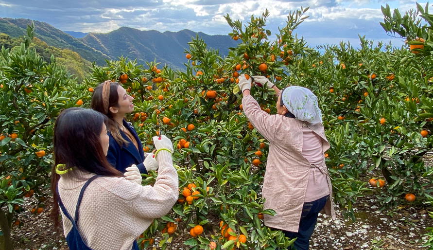 Day as a Mikan Farmer! Ehime Mikan Picking, Marmalade Making 19