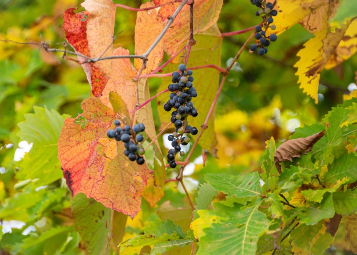 Bunches of wild grapes on the vine.