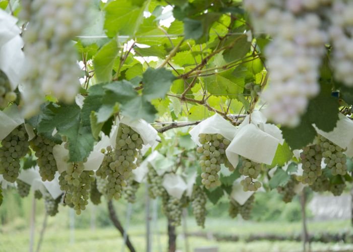 Grapes on a grapevine