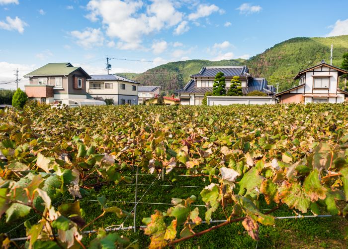 Field of grapes in Nagano 