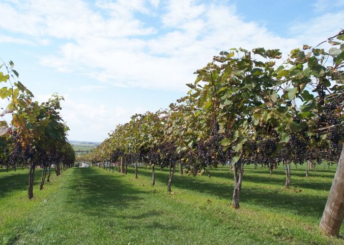 Grapevines in Hokkaido