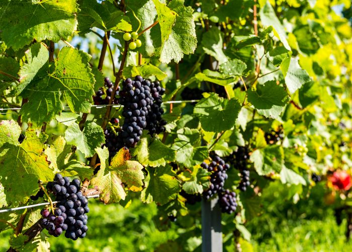 Grapes on the vine in Hokkaido 