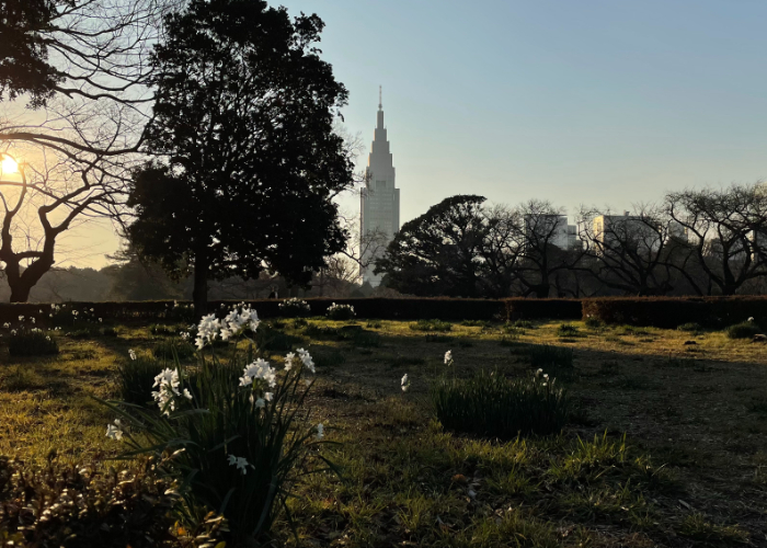 Shinjuku Gyoen National Garden at Sunset with Docomo Tower